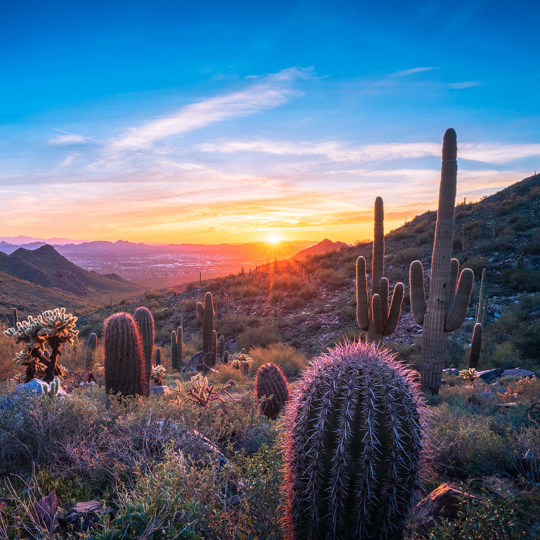Desert Woods Fragrance Oil