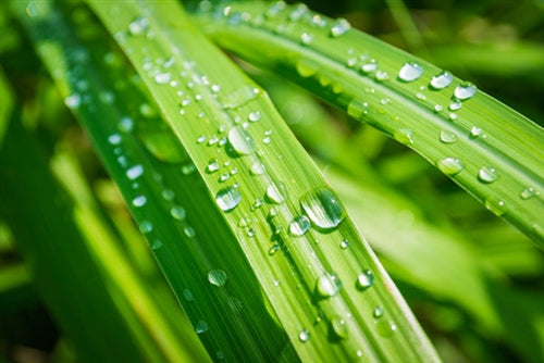 Citronella Essential Oil