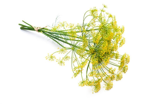 Fennel Sweet Essential Oil