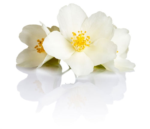 Jasmine Absolute Essential Oil