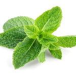 Peppermint Japanese Essential Oil