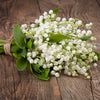 Lily Of The Valley Fragrance Oil