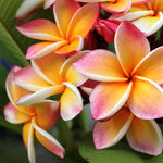 Hawaiian Plumeria Fragrance Oil