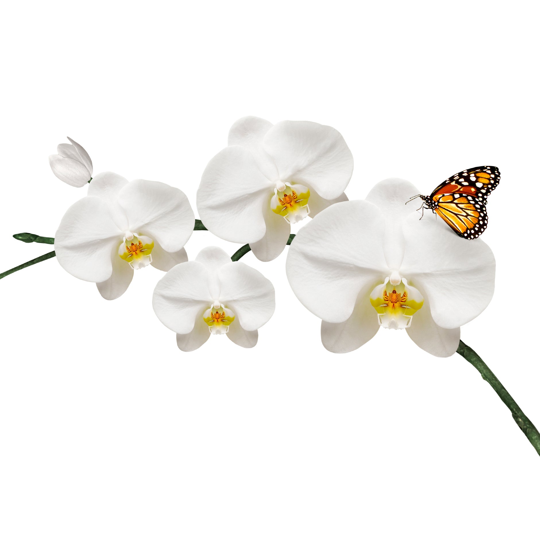 Butterfly Orchid Fragrance Oil