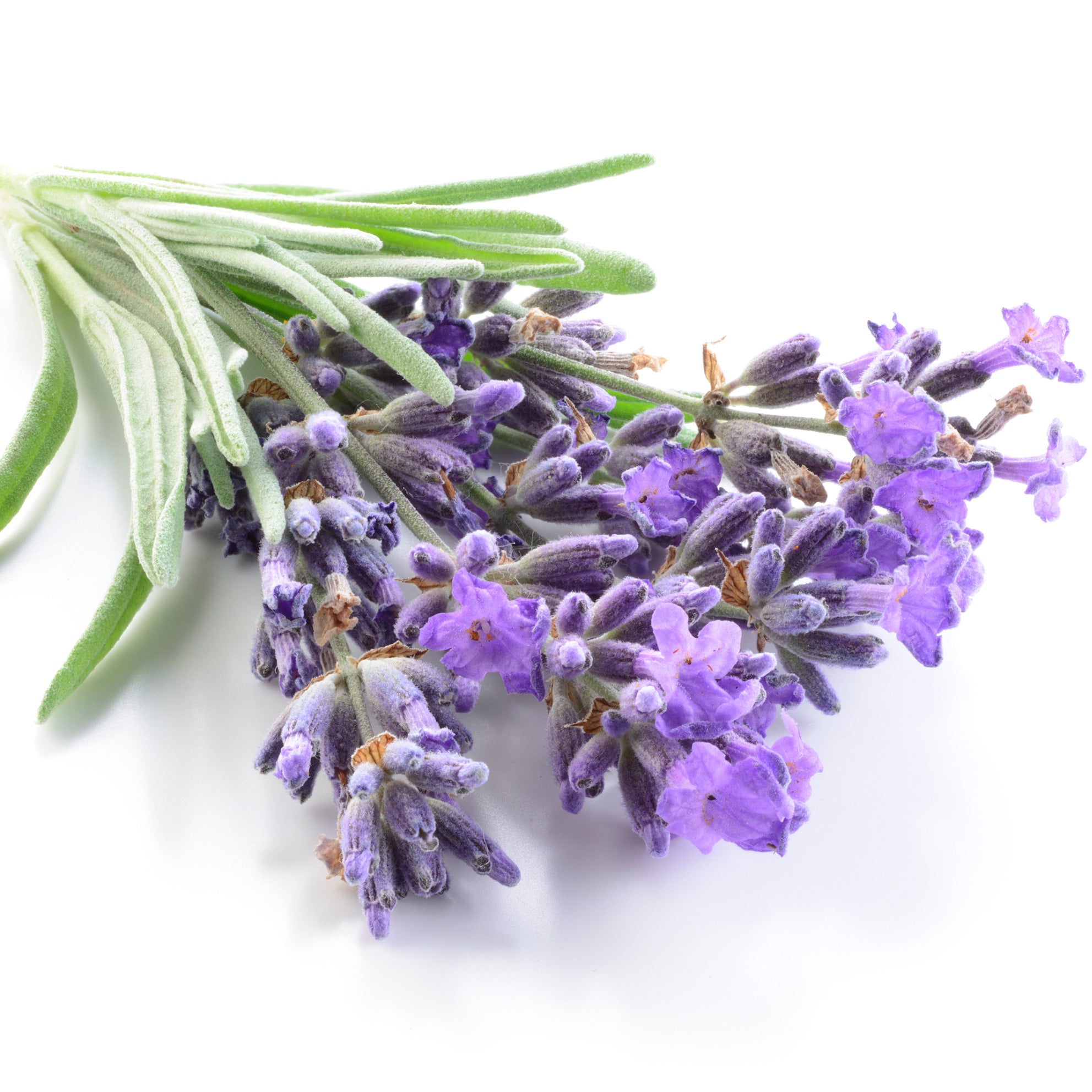 French Lavender Fragrance Oil – Voyageur Soap Candle