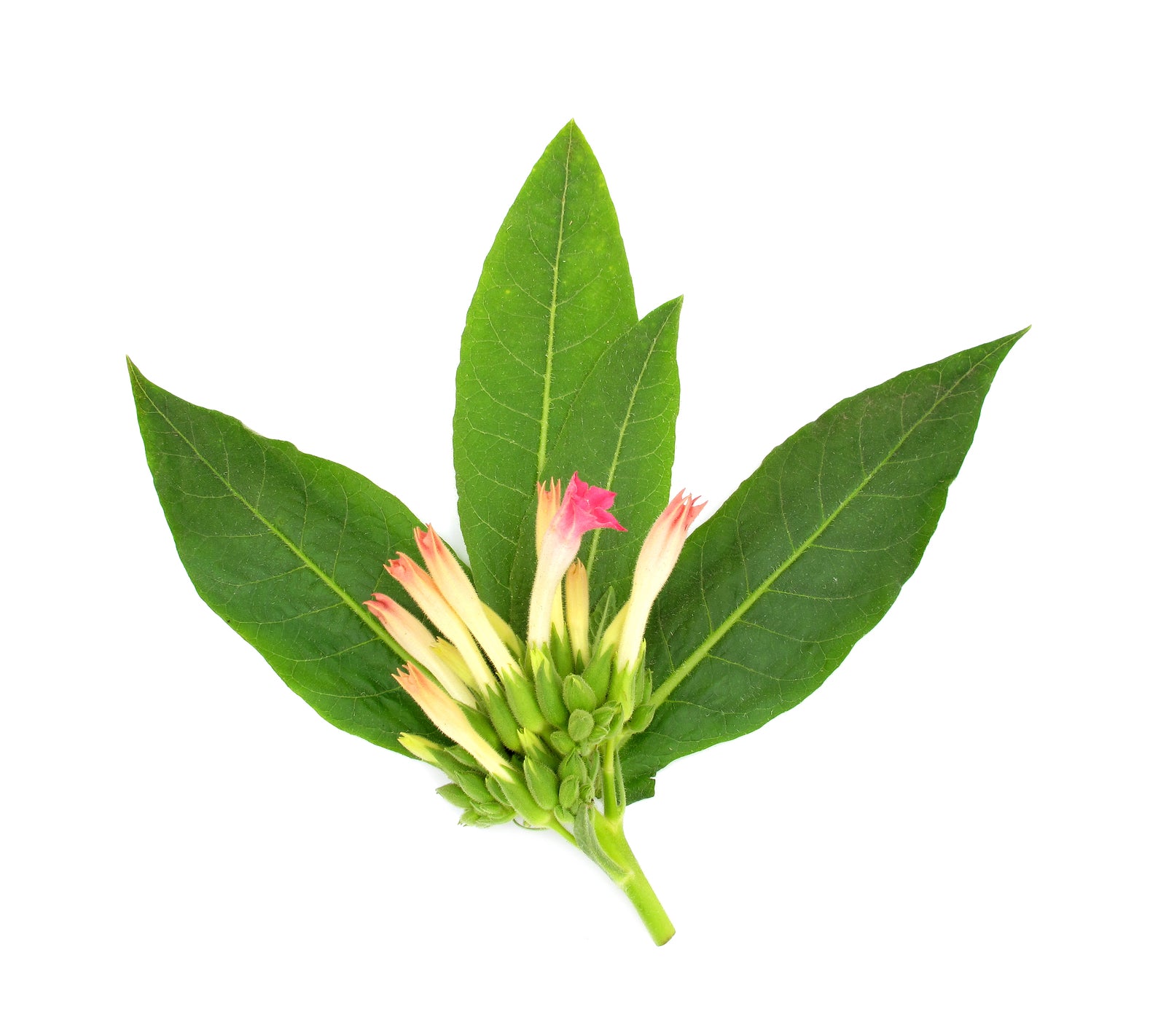 tobacco leaf smell Tobacco Leaves Fragrance Oil – Voyageur Soap & Candle tobacco leaf smell Tobacco Leaves Fragrance Oil – Voyageur Soap & Candle