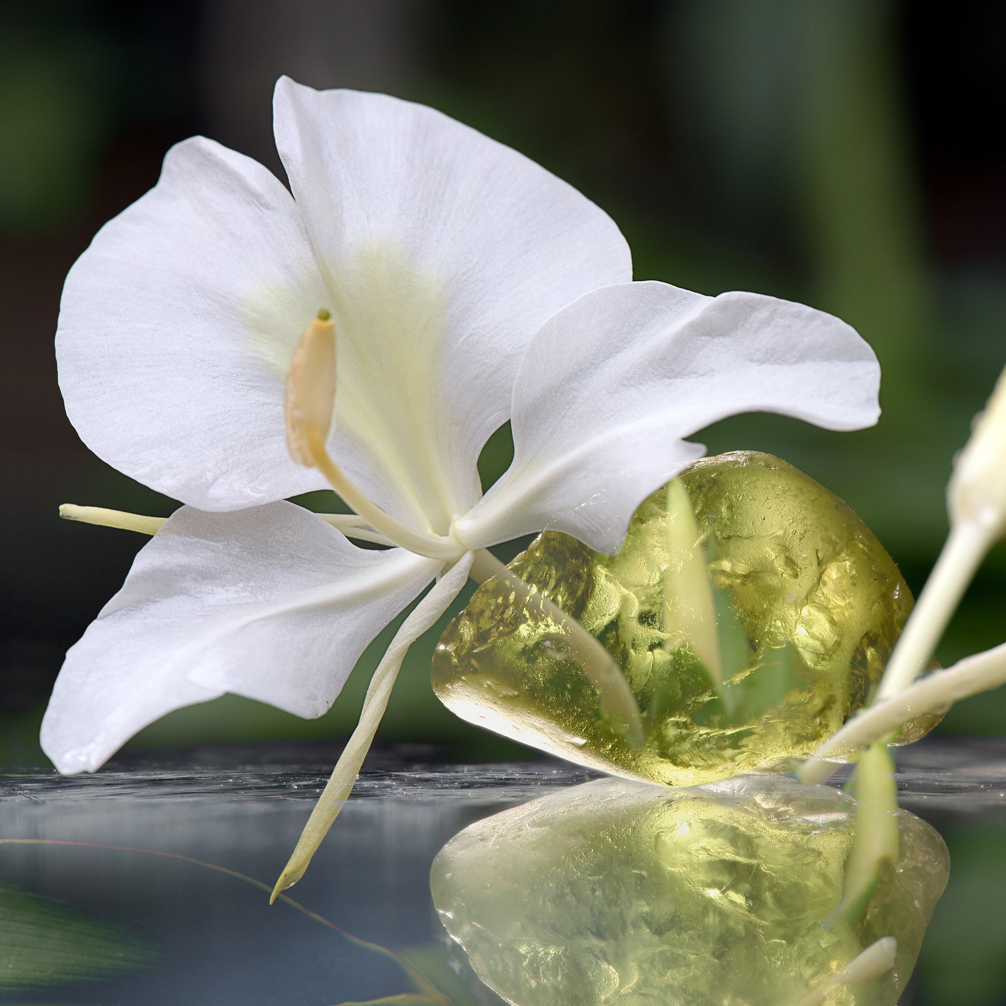 white lily essential oil White Ginger Lily Fragrance Oil 30 ml / 1 fl. oz