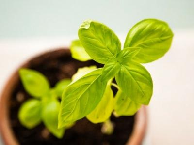 Citrus Basil Calendula Soap Recipe