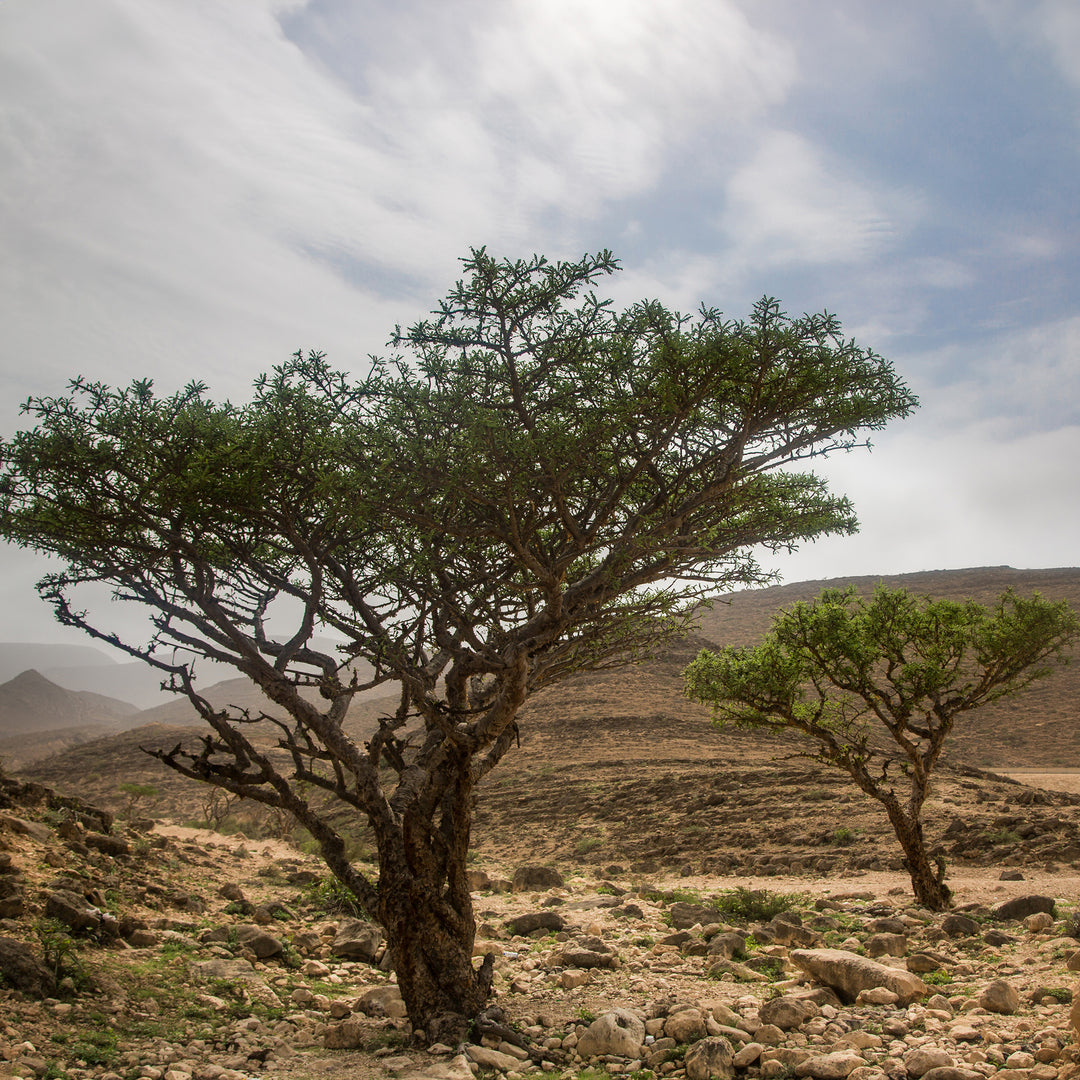 Frankincense Essential Oil - Boswellia Carterii