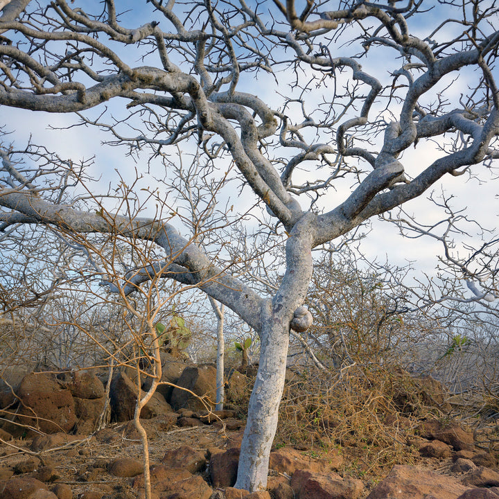 Palo Santo Essential Oil