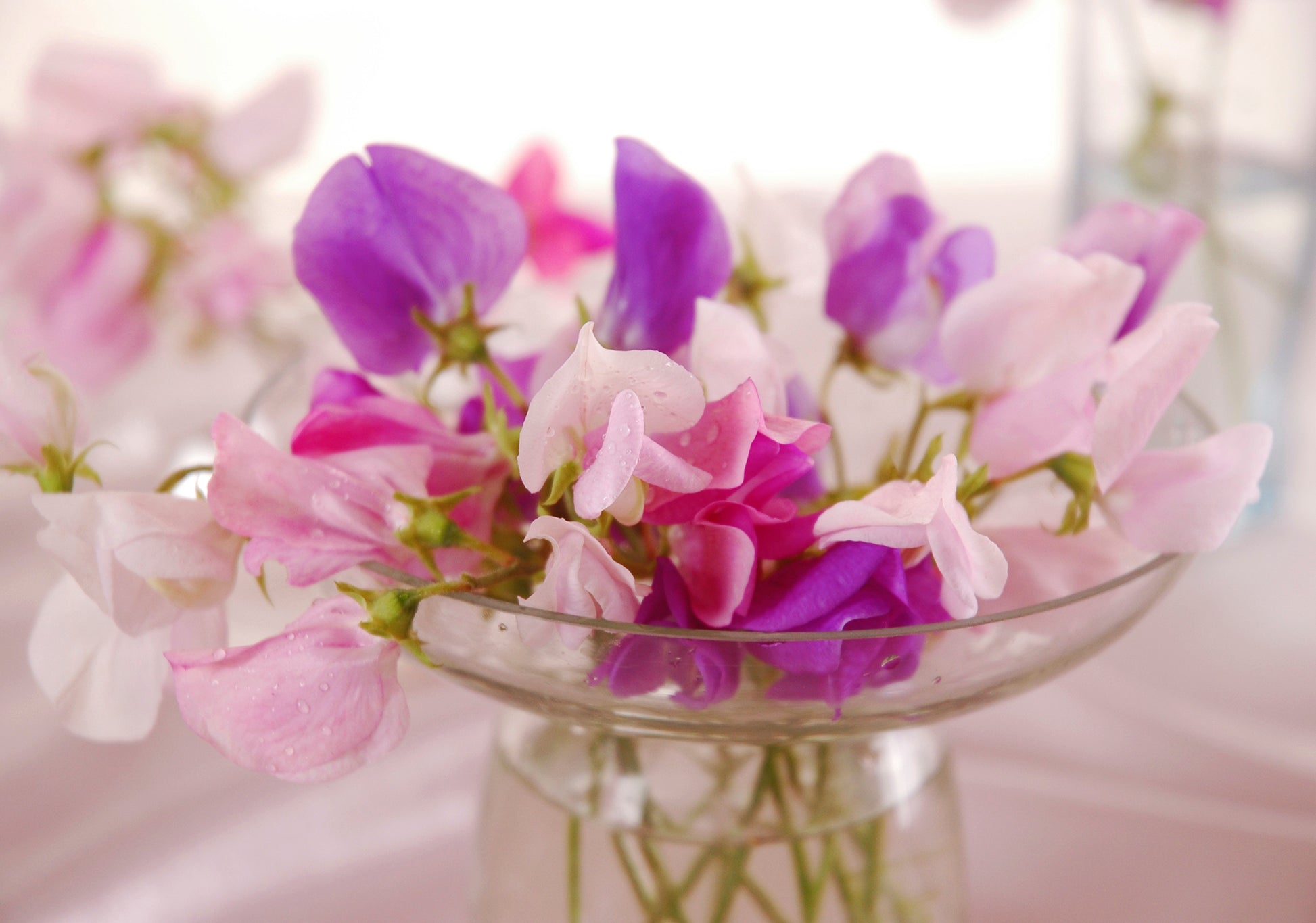 Sweet Pea Fragrance Oil – Voyageur Soap & Candle