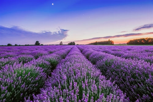 Lavender Organic Essential Oil - France