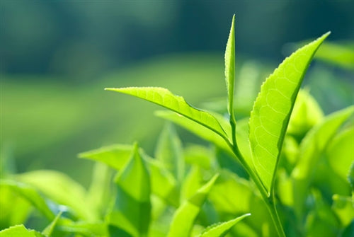 Tea Tree Organic Essential Oil