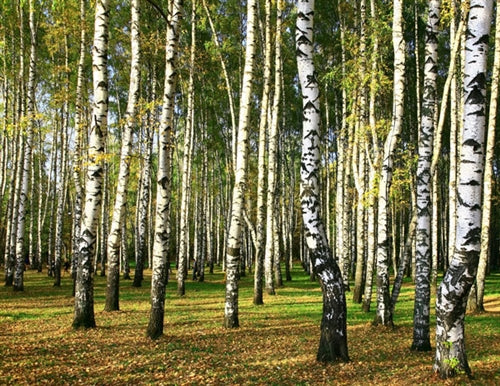 Birch Sweet Essential Oil