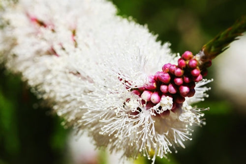 Cajeput Essential Oil