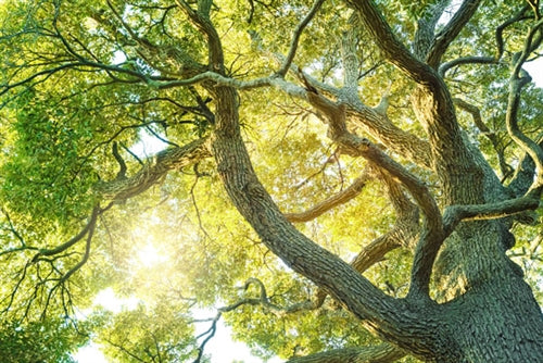 Camphor White Essential Oil