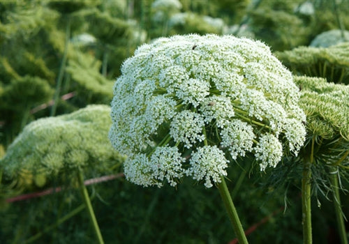 Carrot Seed Essential Oil