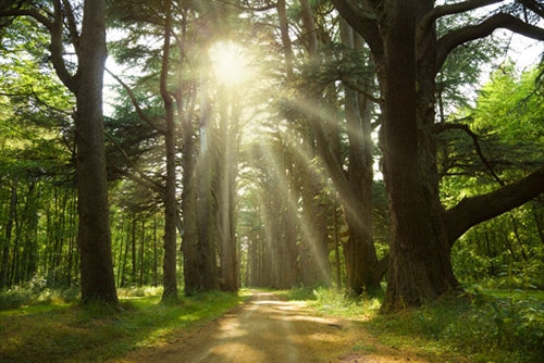 Cedarwood Atlas Essential Oil