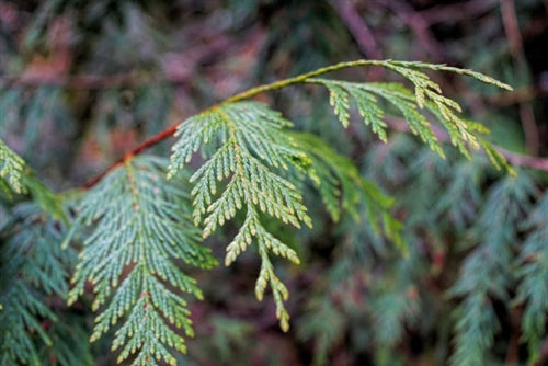 Cedar Leaf Essential Oil