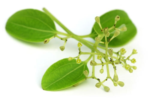 Cinnamon Leaf Essential Oil