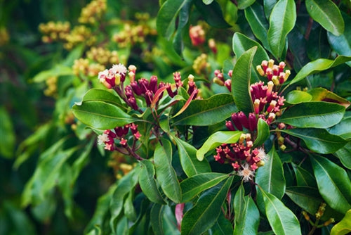 Clove Leaf Essential Oil