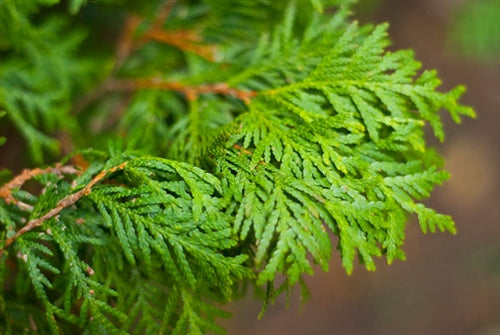 Cypress Essential Oil