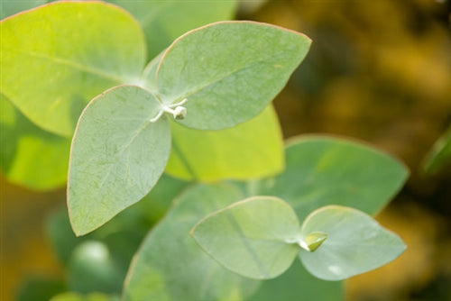 Eucalyptus Globulus Essential Oil