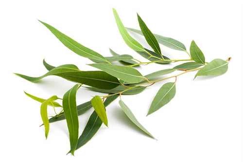 Eucalyptus Radiata Essential Oil