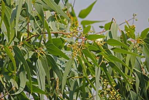 Eucalyptus Lemon Essential Oil