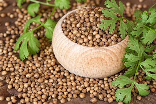 Coriander Essential Oil