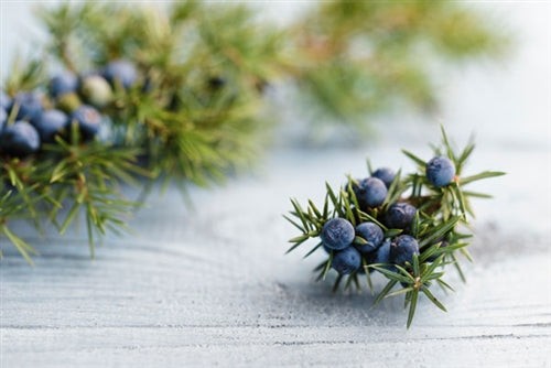 Juniper Berry Essential Oil