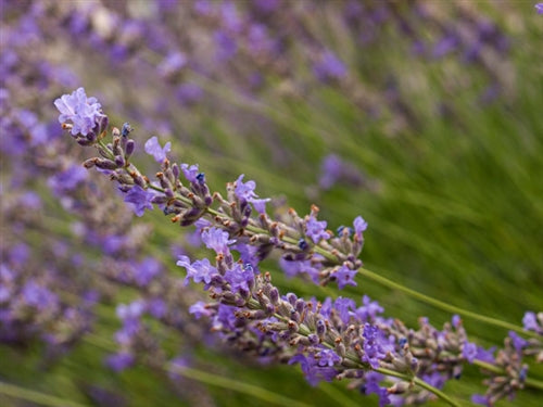 Lavandin Essential Oil