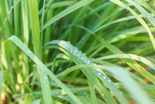 Lemongrass Essential Oil