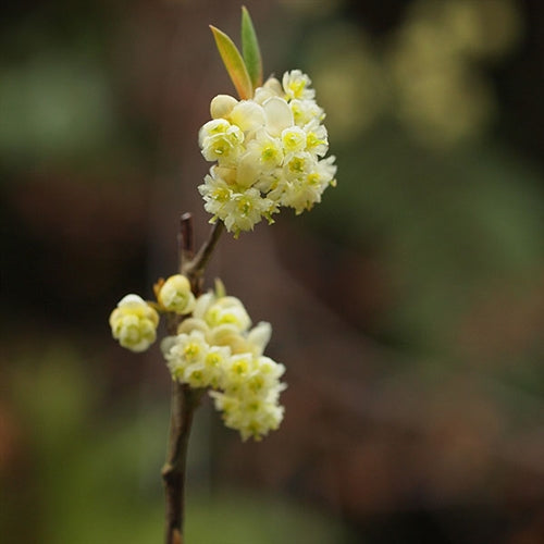 Litsea Cubeba Essential Oil