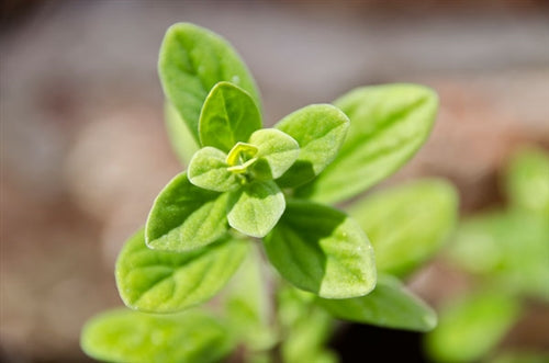 Marjoram Sweet Essential Oil