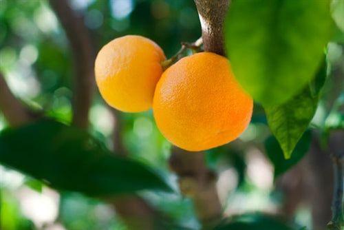Neroli Essential Oil  - 10% Dilution in Jojoba Oil