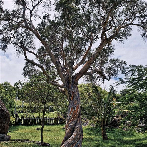 Niaouli Essential Oil