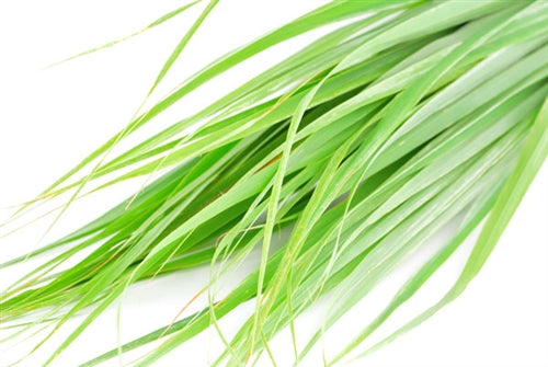 Palmarosa Essential Oil