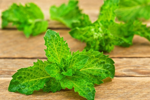 Peppermint Essential Oil