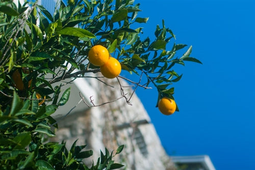 Petitgrain Essential Oil