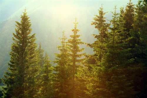 Pine - Scotch Essential Oil