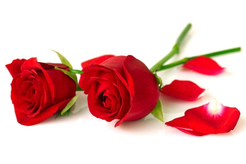Rose Absolute Essential Oil