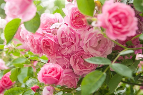 Rose De Mai Absolute Essential Oil