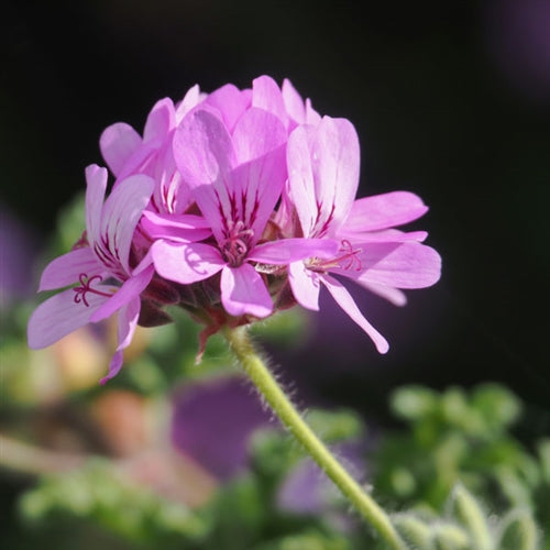 Rose Geranium Essential Oil