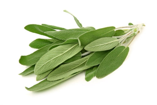 Sage Essential Oil