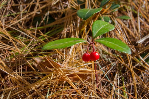 Wintergreen Essential Oil