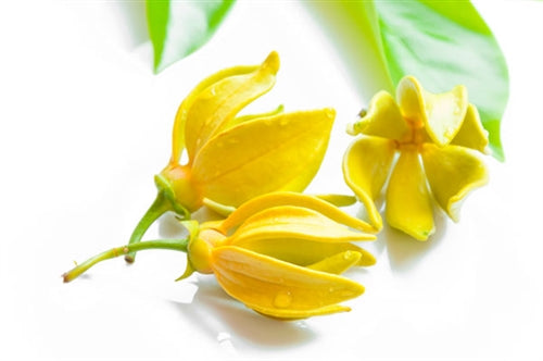 Ylang Ylang Dark Essential Oil
