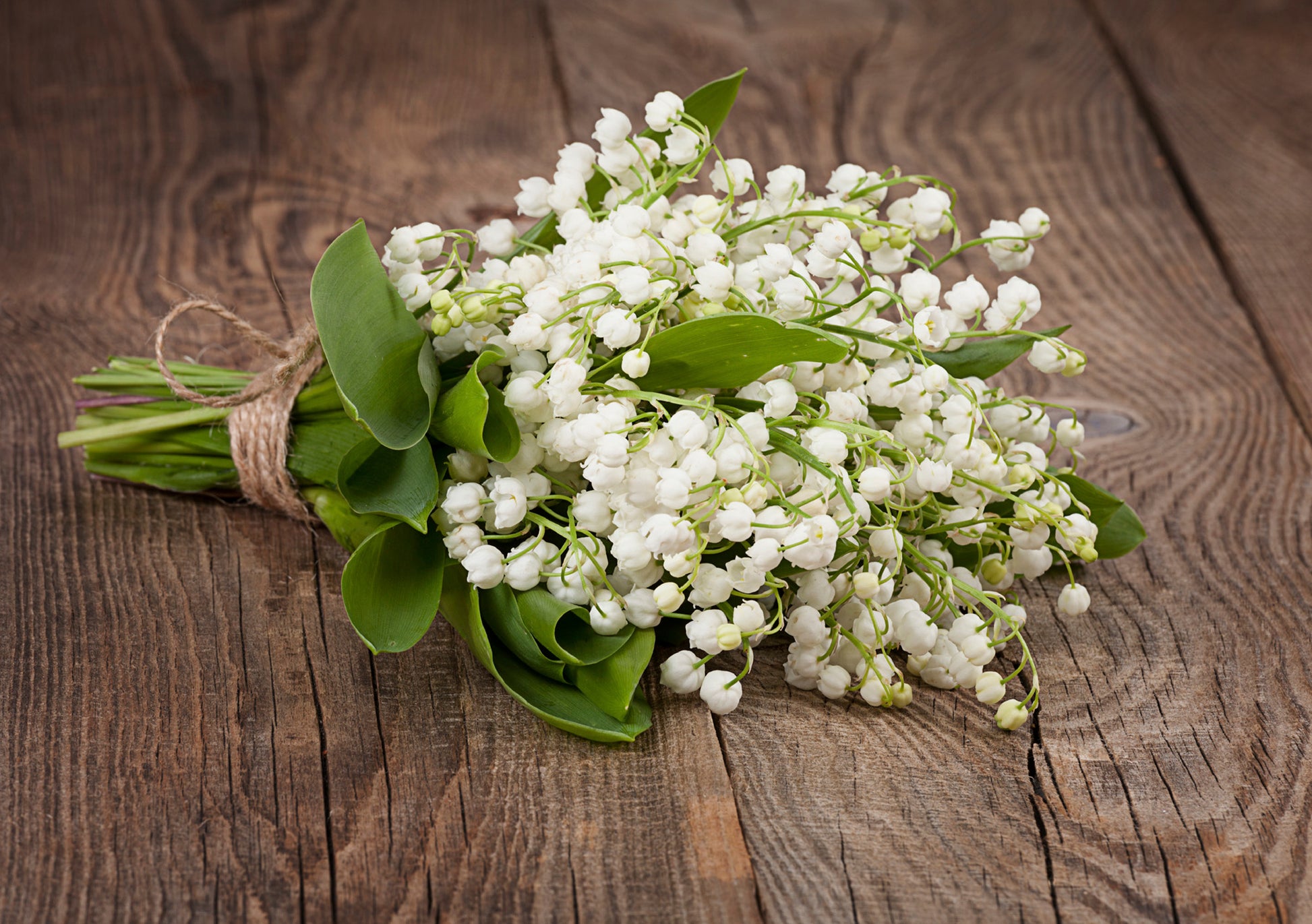 Lily Of The Valley Fragrance Oil – Voyageur Soap & Candle