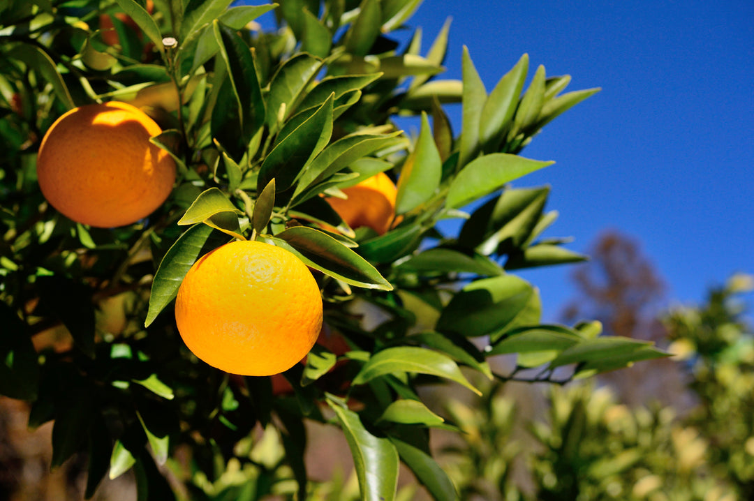 Neroli Light Essential Oil Compound