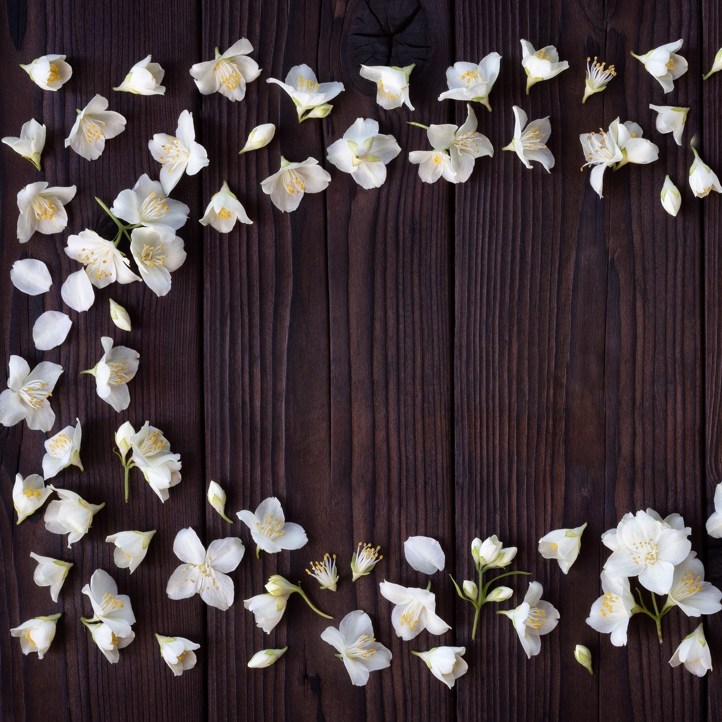 all natural jasmine cedarwood fragrance oil